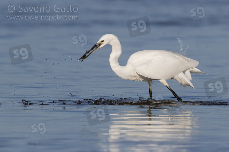 Little Egret, side view of an adult fishing on the shore