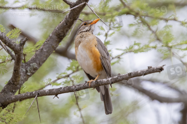 Kurrichane Thrush, adult perched on a branch