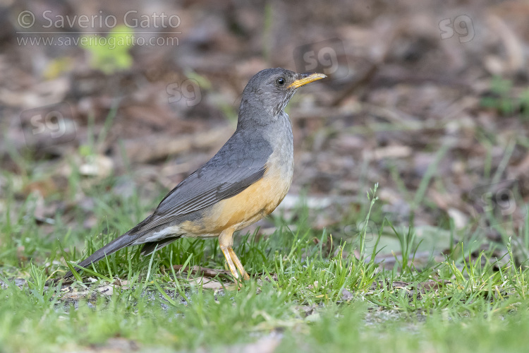 Olive Thrush, side view of an adult standing on the ground