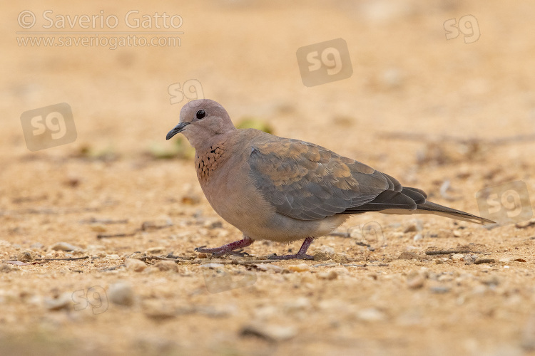 Laughing Dove