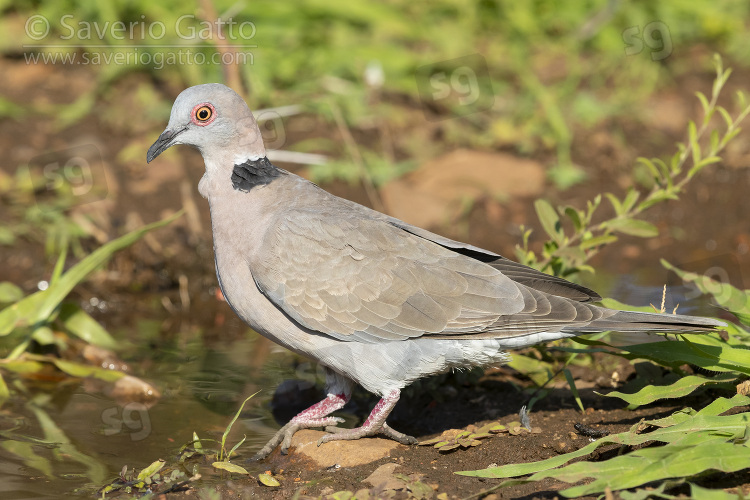 Mourning Collared Dove, side view of an adult at drinking pool