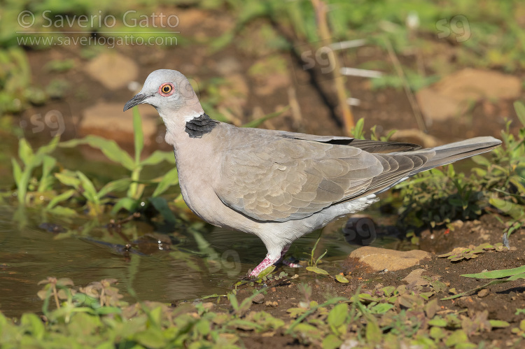 Mourning Collared Dove, side view of an adult at drinking pool