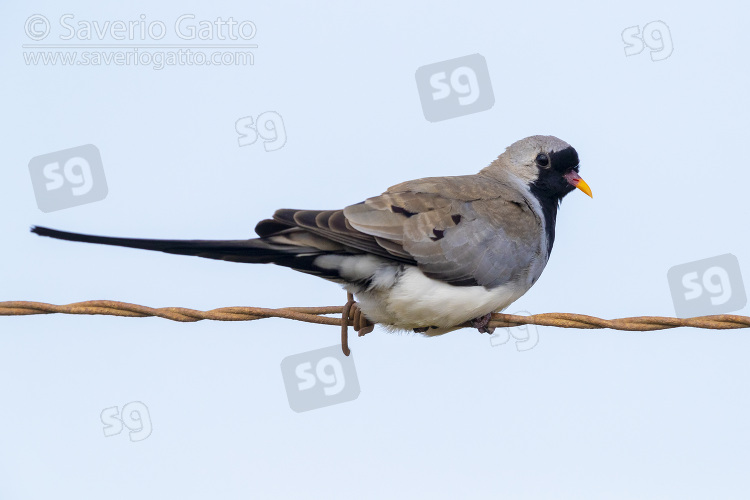 Namaqua Dove