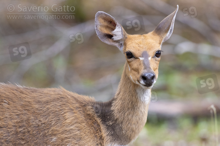 Harnessed Bushbuck, close-up of an adult female