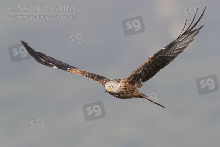 Red Kite, frontview of an immature in flight