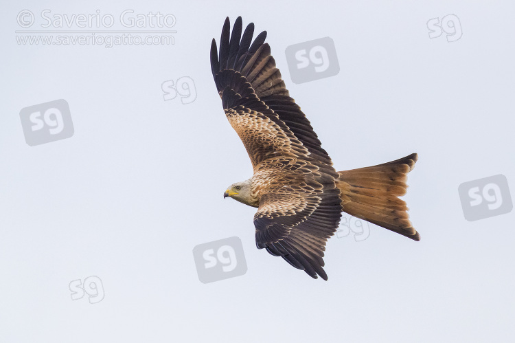 Red Kite, juvenile in flight showing upperparts