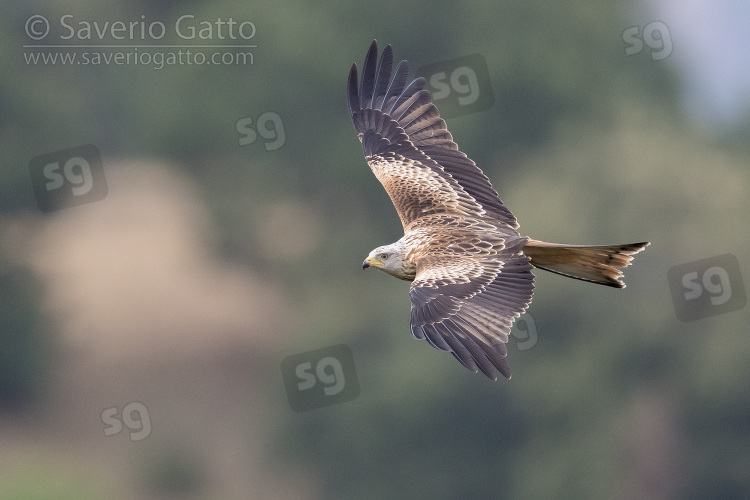 Red Kite, juvenile in flight showing upperparts