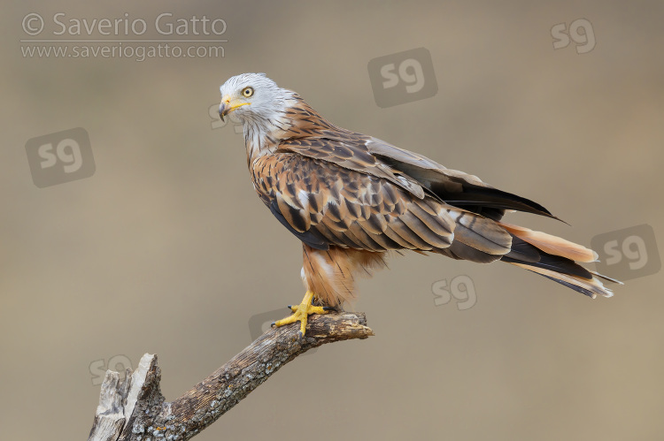 Red Kite, side view of an adult perched on a dead tree