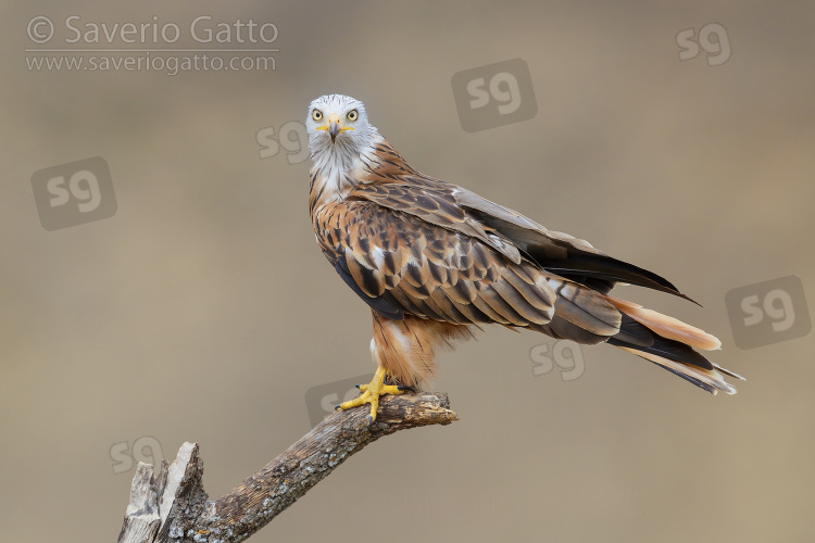 Red Kite, side view of an adult perched on a dead tree