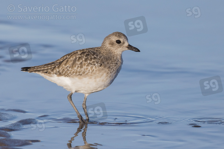 Grey Plover