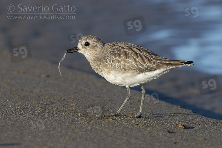 Grey Plover, side view of an adult in winter plumage with a caught eel