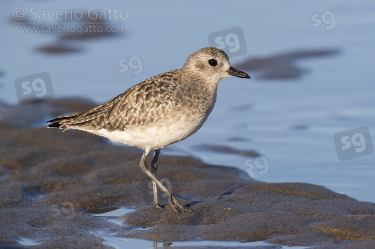 Grey Plover