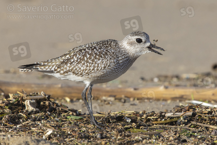 Grey Plover, side view of a juvenile swallowing an eel