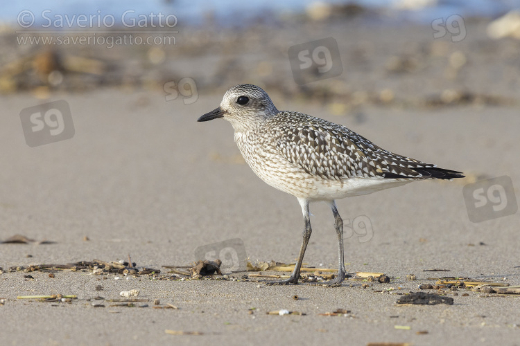 Grey Plover