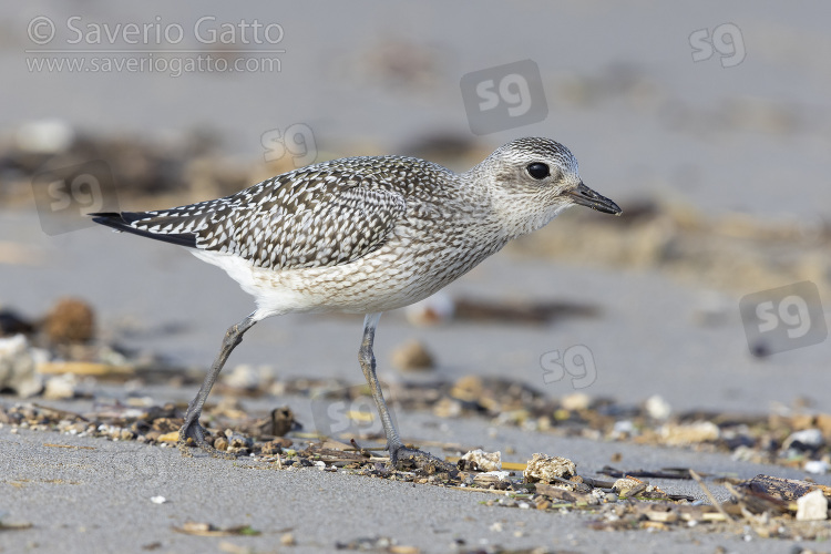 Grey Plover, side view of a juvenile standing on the sand