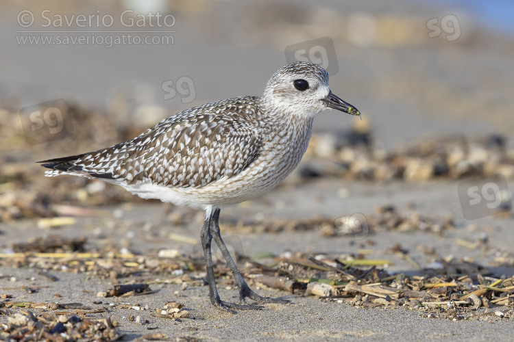 Grey Plover, side view of a juvenile standing on the sand