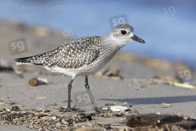 Grey Plover, side view of a juvenile standing on the sand