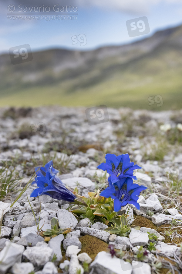 Trumpet Gentian, flowers in alpine habitat