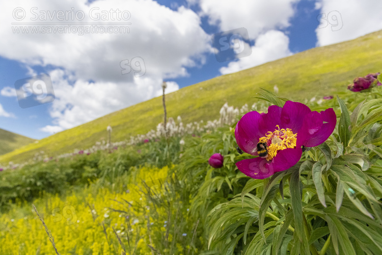 Common Peony, flower on the foreground with a mountain slope and clouds on the background