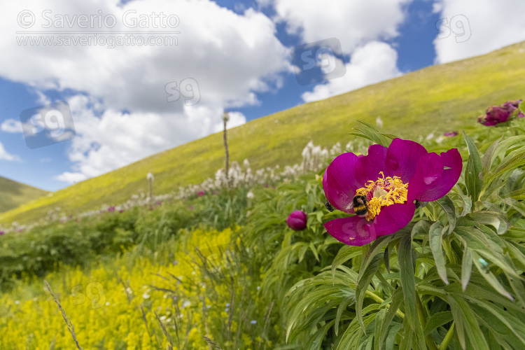 Peonia selvatica, fiore sulla fiancata di una montagna