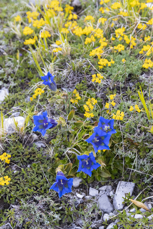 Trumpet Gentian, close-up of flowers on the ground