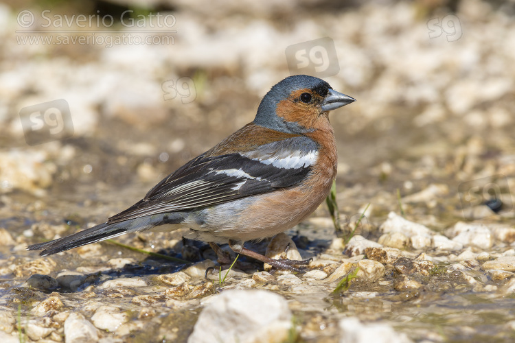 Common Chaffinch