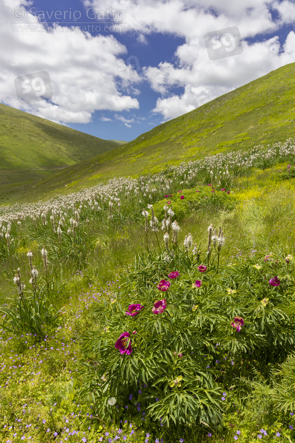 Common Peony, plants growing on a moutain slope