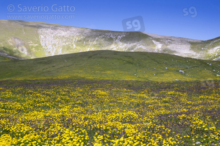 Mountain Landscape, mountain slopes covered by ranunculus flowers