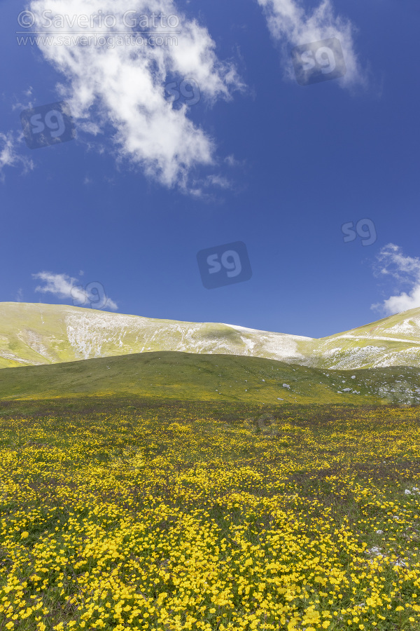 Mountain Landscape, mountain slopes covered by ranunculus flowers