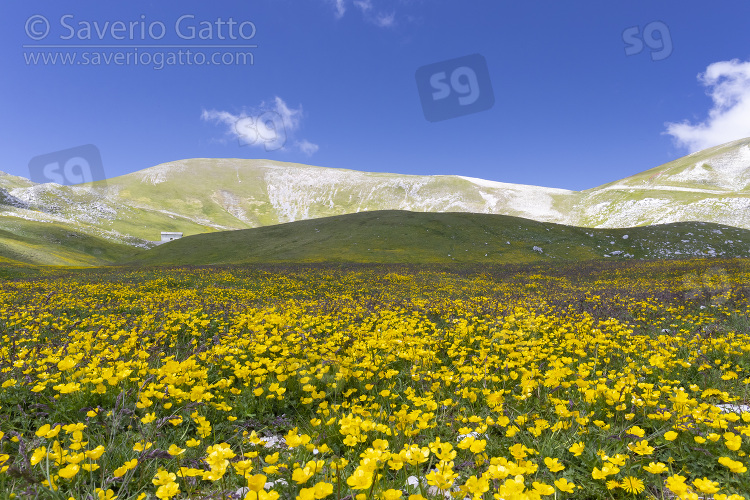Mountain Landscape, mountain slopes covered by ranunculus flowers