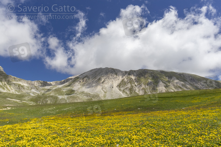 Mountain Landscape, mountain slopes covered by ranunculus flowers