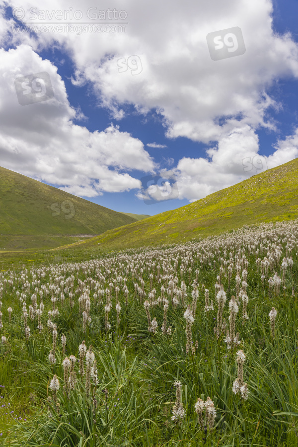 Asfodelo montano, piante sulla fiancata di una montagna