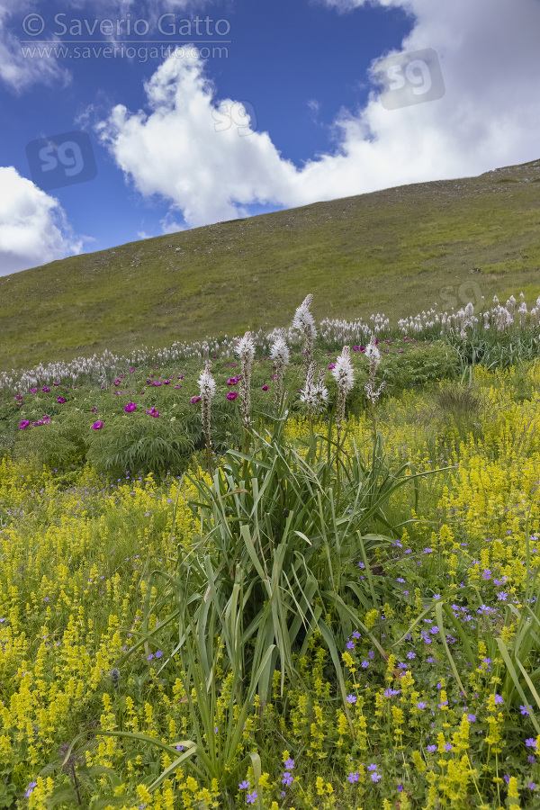 Asfodelo montano, pianta sulla fiancata di una montagna