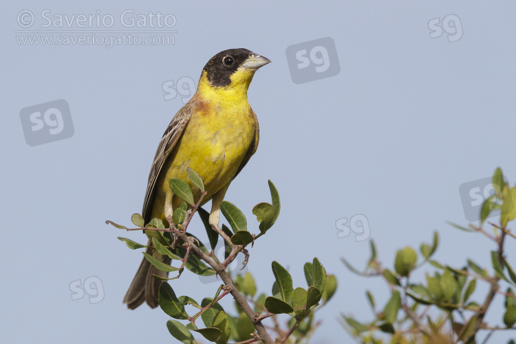 Black-headed Bunting, adult male perched on a branch