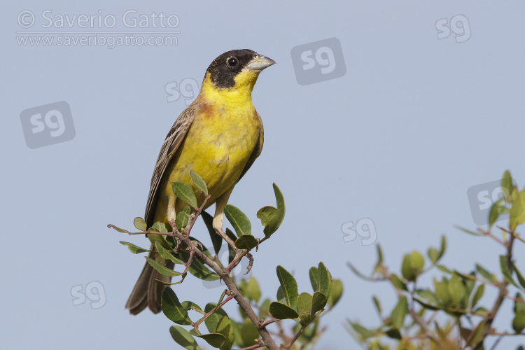 Black-headed Bunting