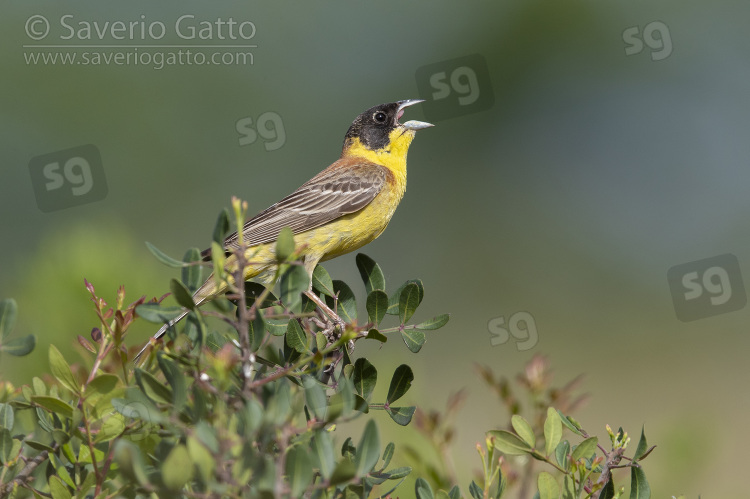 Black-headed Bunting, adult male singing from a branch
