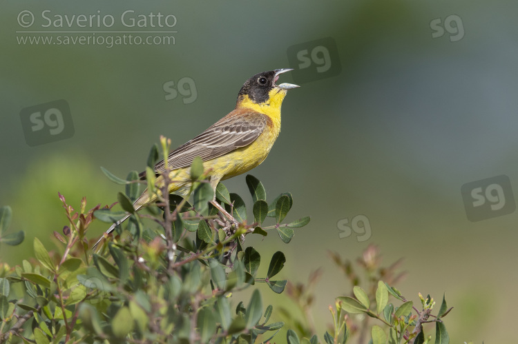 Black-headed Bunting