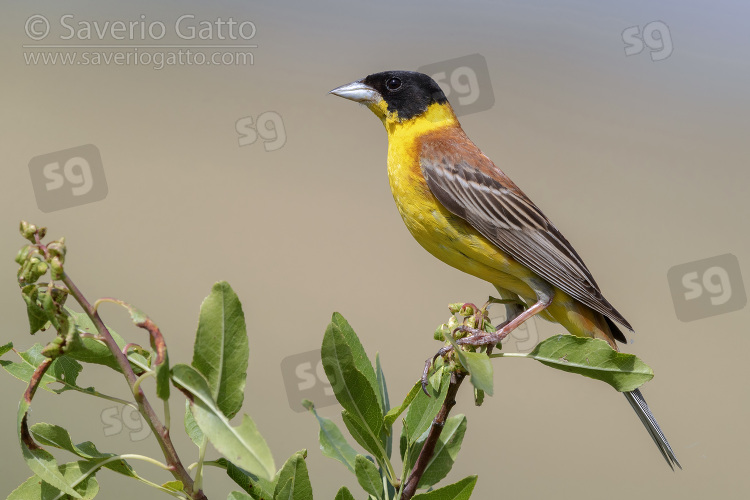 Black-headed Bunting, side view of an adult male perched on a branch