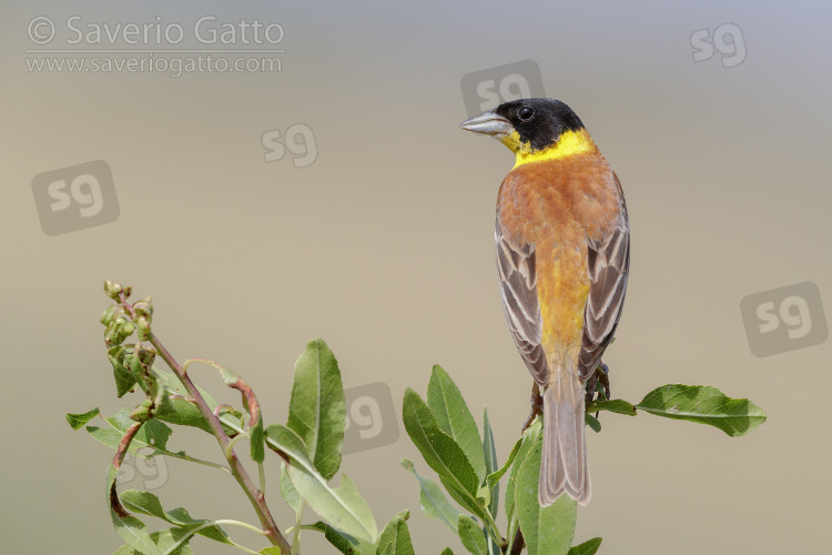 Black-headed Bunting