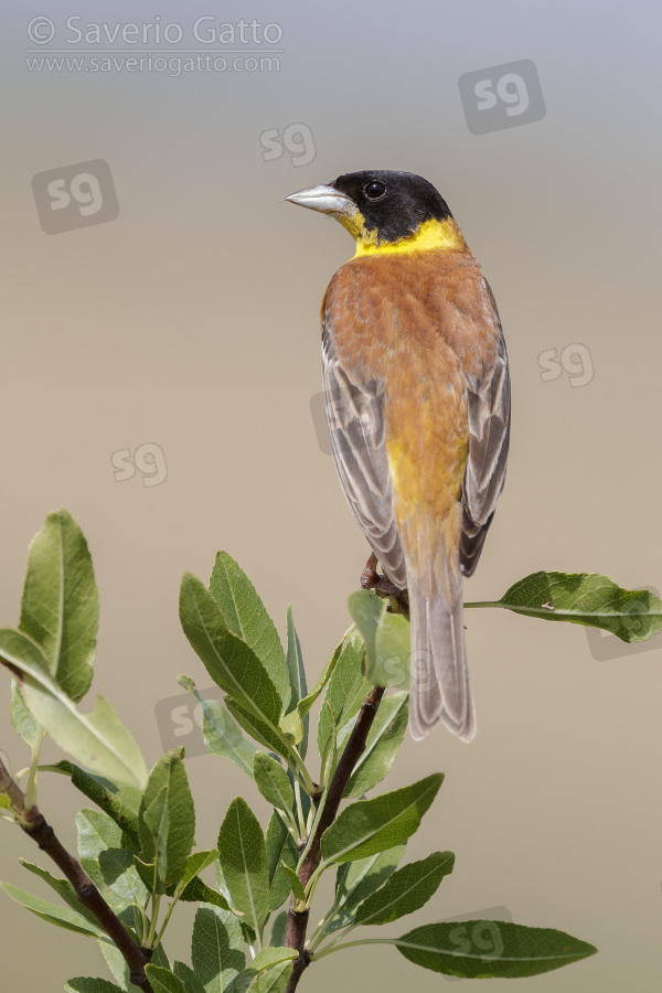 Black-headed Bunting, adult male perched on a branch