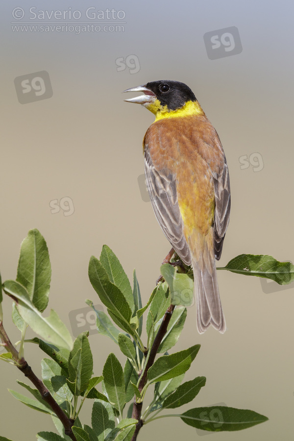 Black-headed Bunting, adult male singing from a branch