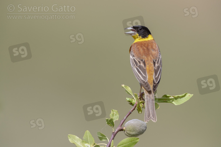 Black-headed Bunting, adult male singing from an almond branch