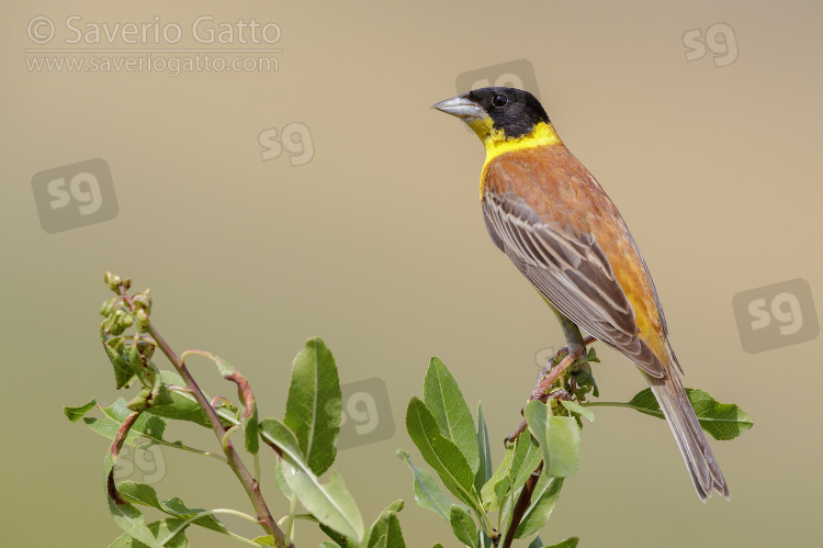 Black-headed Bunting, adult male perched on a branch