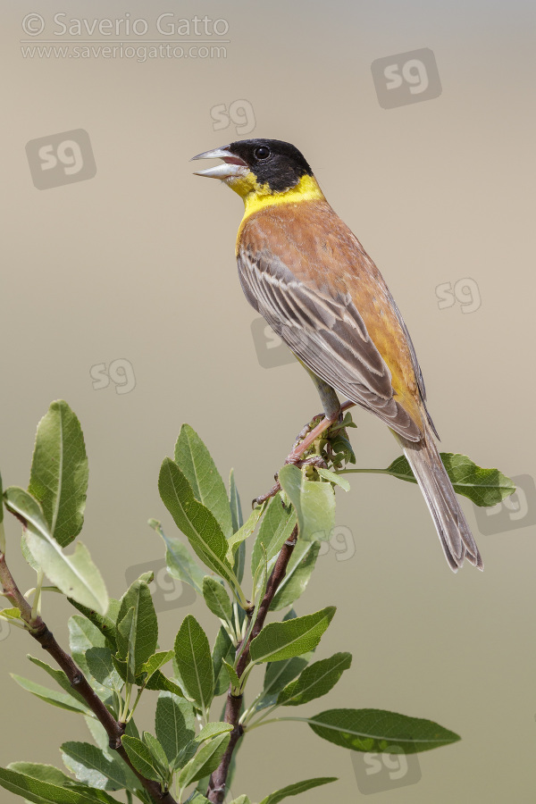 Black-headed Bunting, adult male singing from a branch