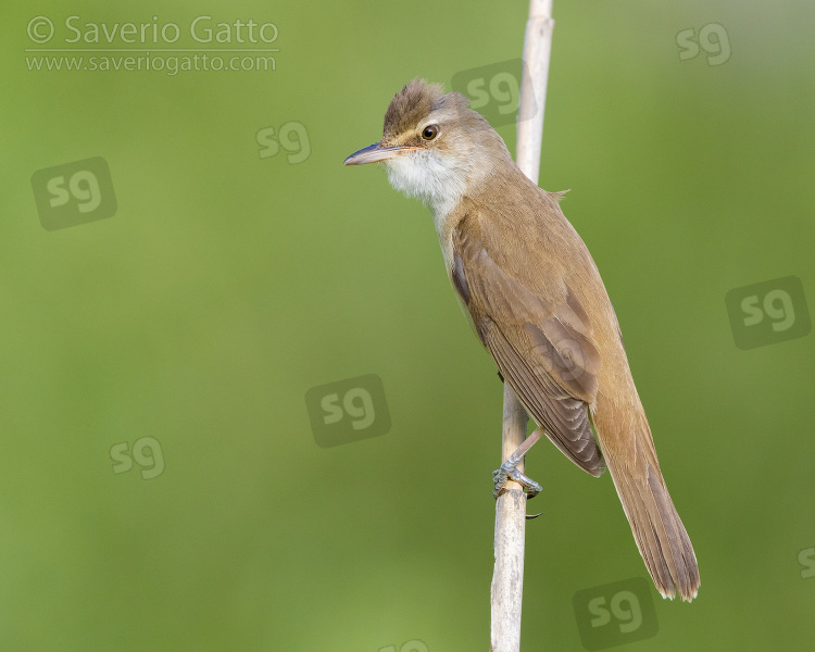 Great Reed Warbler, side view of an adult perched on a reed