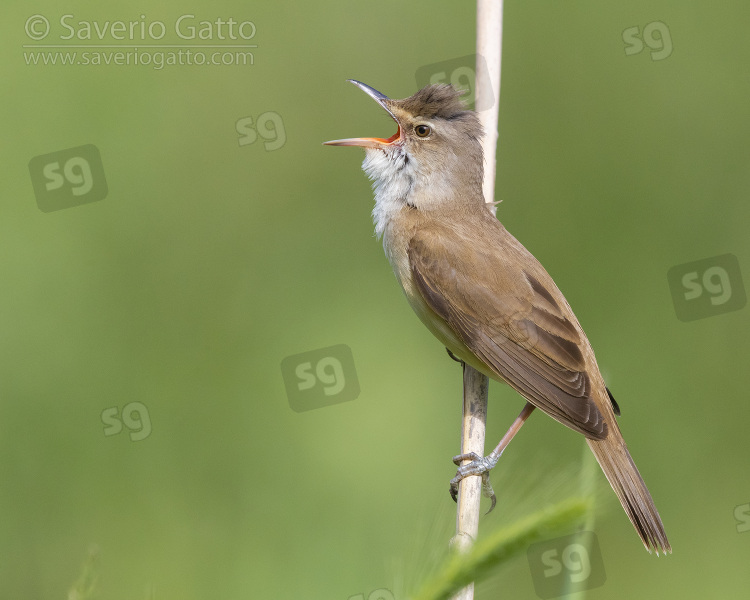 Great Reed Warbler, side view of an adult singing from a reed