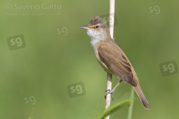 Great Reed Warbler, side view of an adult perched on a reed