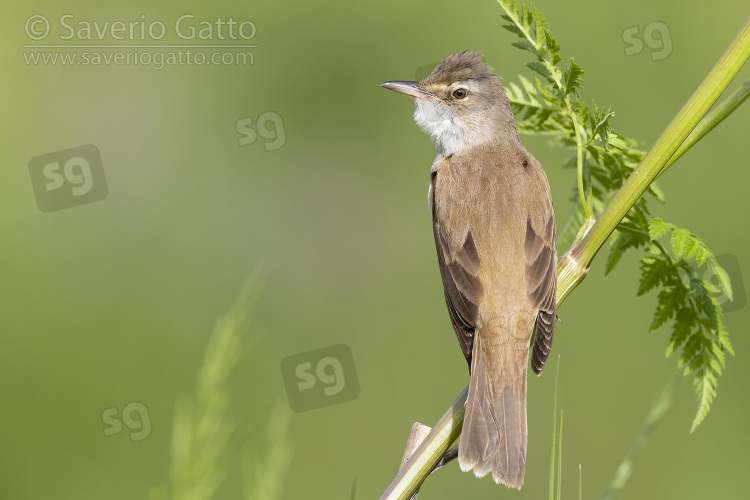 Great Reed Warbler, side view of an adult perched on a stem