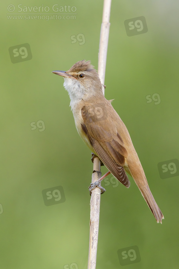 Great Reed Warbler, side view of an adult perched on a reed