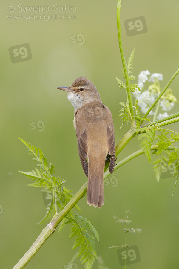 Great Reed Warbler, side view of an adult perched on a stem